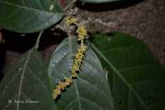 Epiprinus mallotiformis